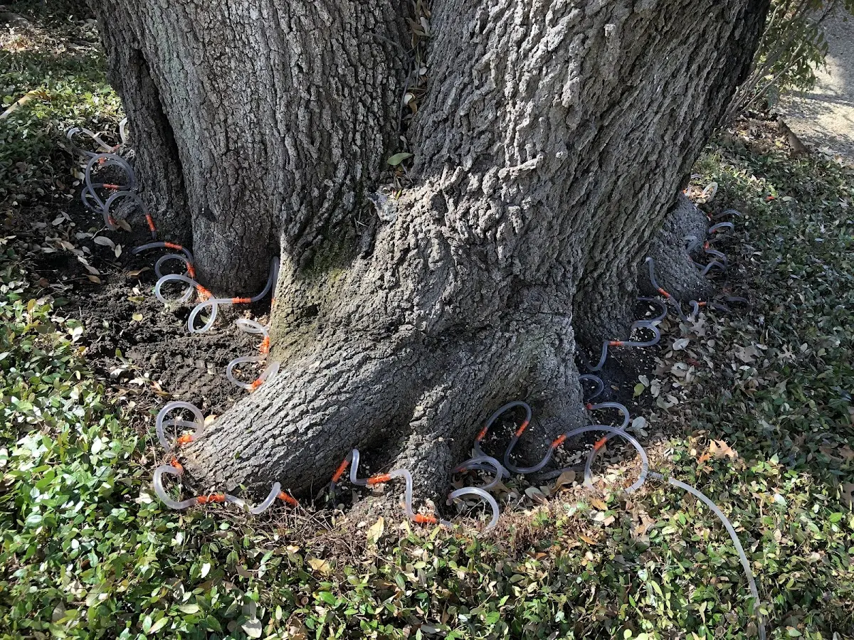 Detailed Tree Cabling and Bracing job site in Alligator