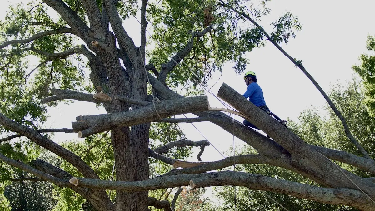 Professional Crown Thinning performed by certified arborists in Alligator